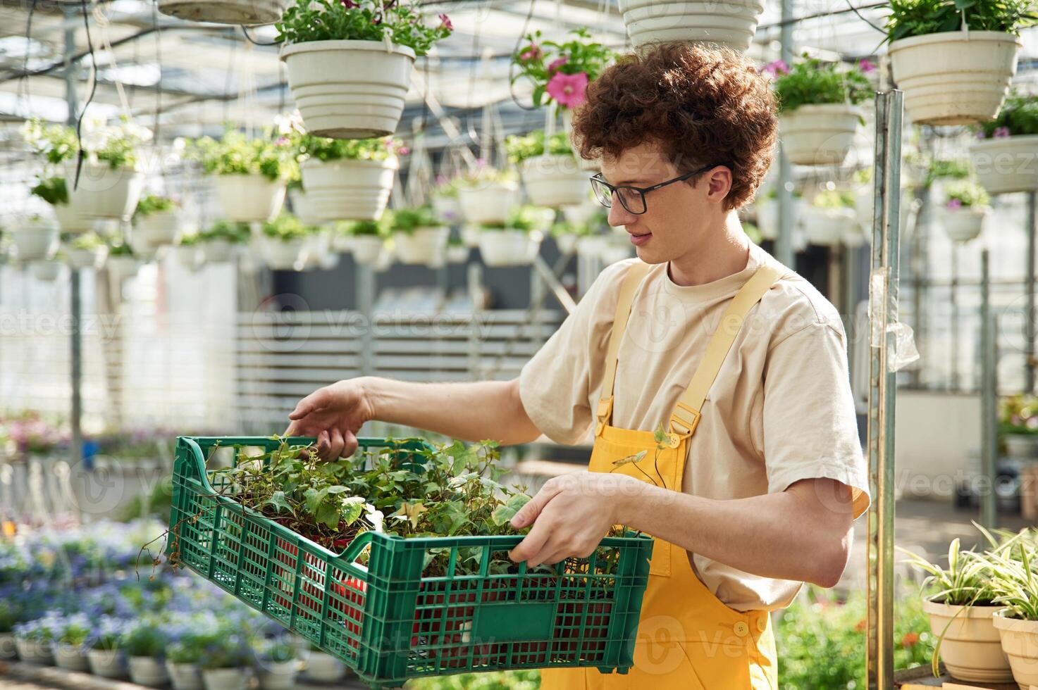 Young ,man ,with curly hair and in glasses is in greenhouse photo