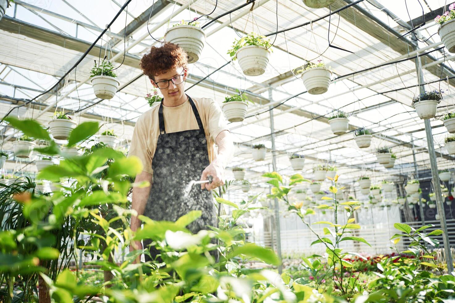 Daily, watering. .Young man with curly hair and in glasses is in greenhouse photo