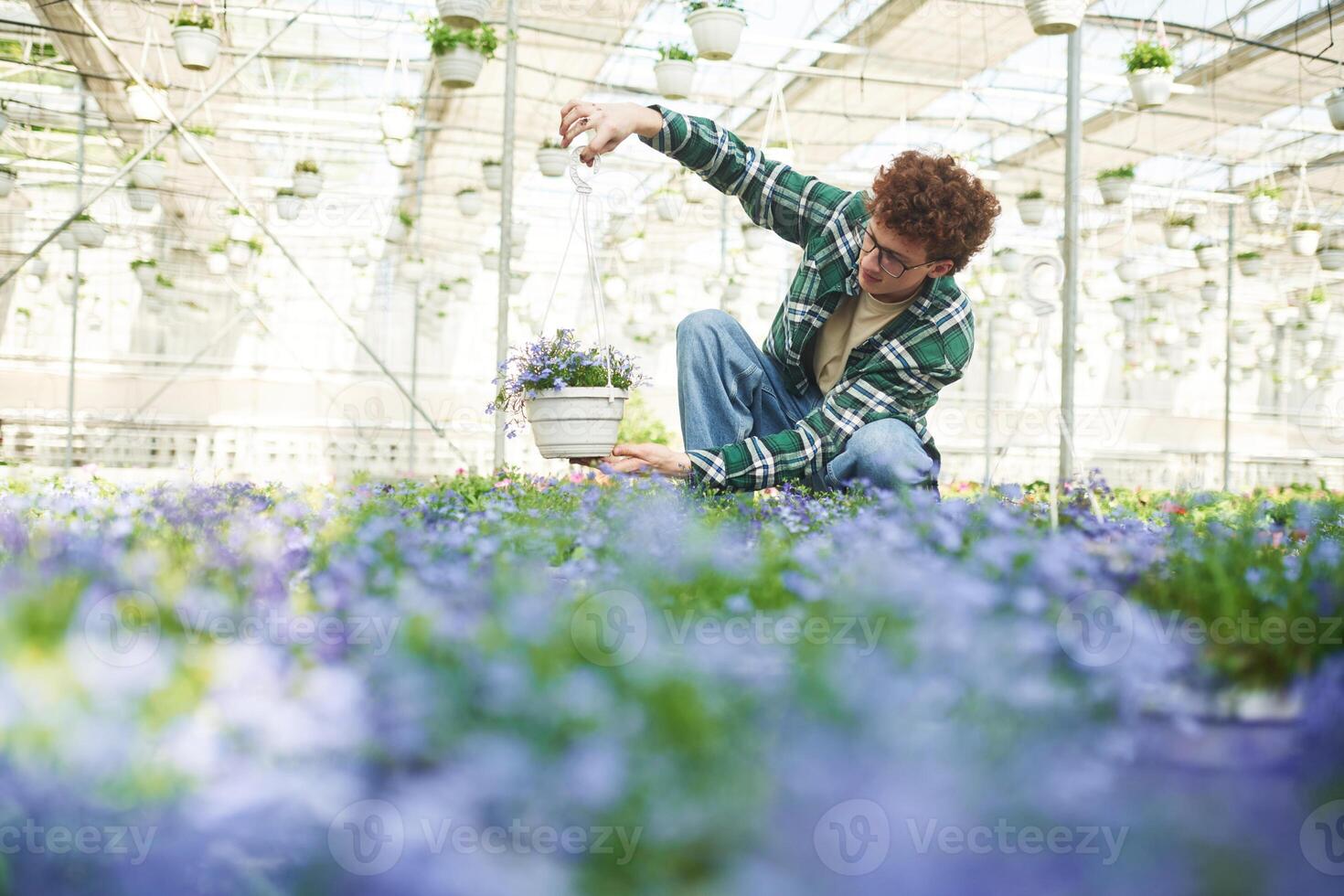 Purple colored flowers. Young man ,with curly hair and in glasses is in greenhouse photo