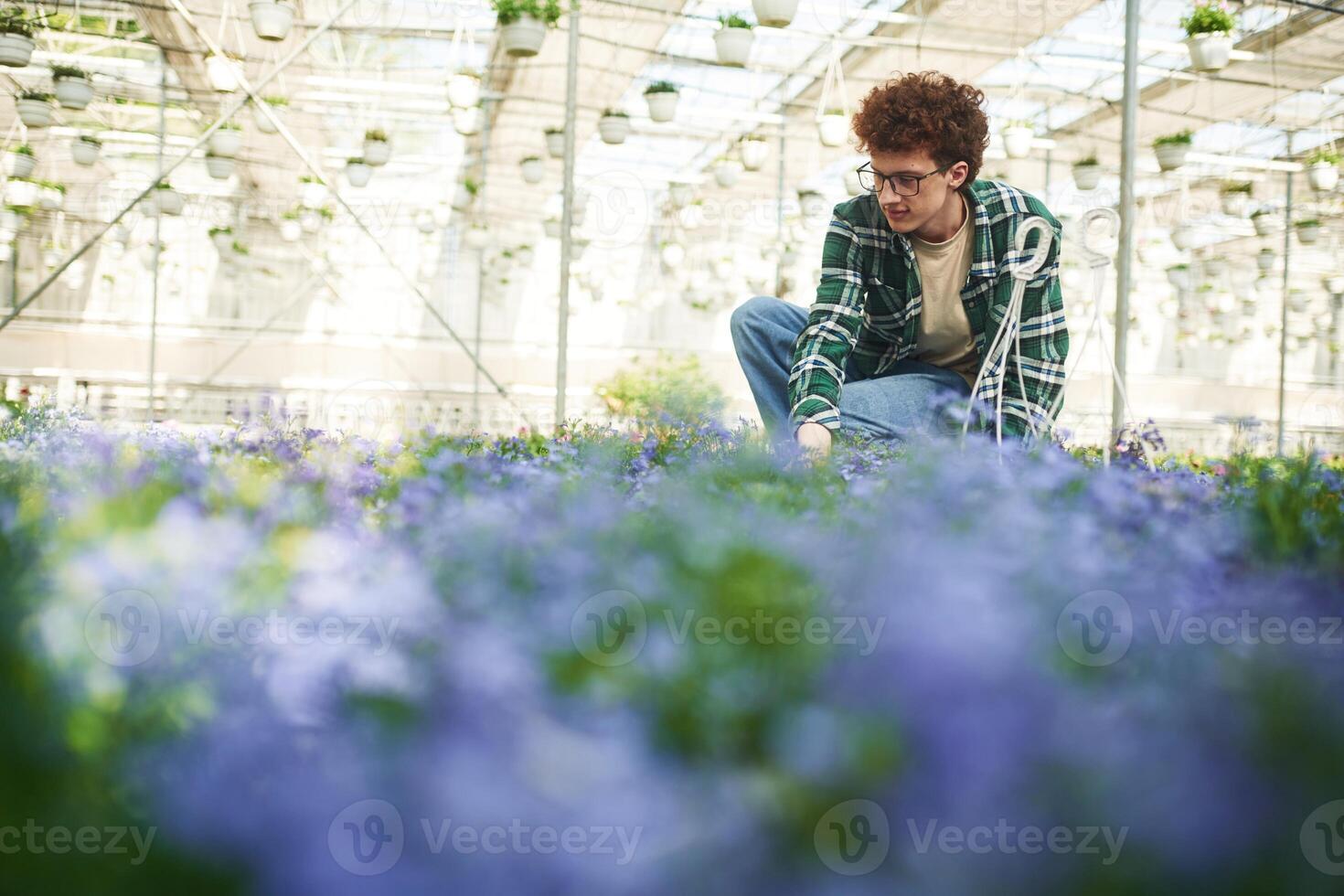 Purple ,colored, flowers. Young man with curly hair and in glasses is in greenhouse photo