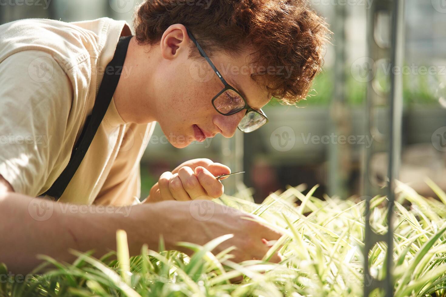 Cuts plants. ,Young, man with curly hair and in glasses is in greenhouse photo