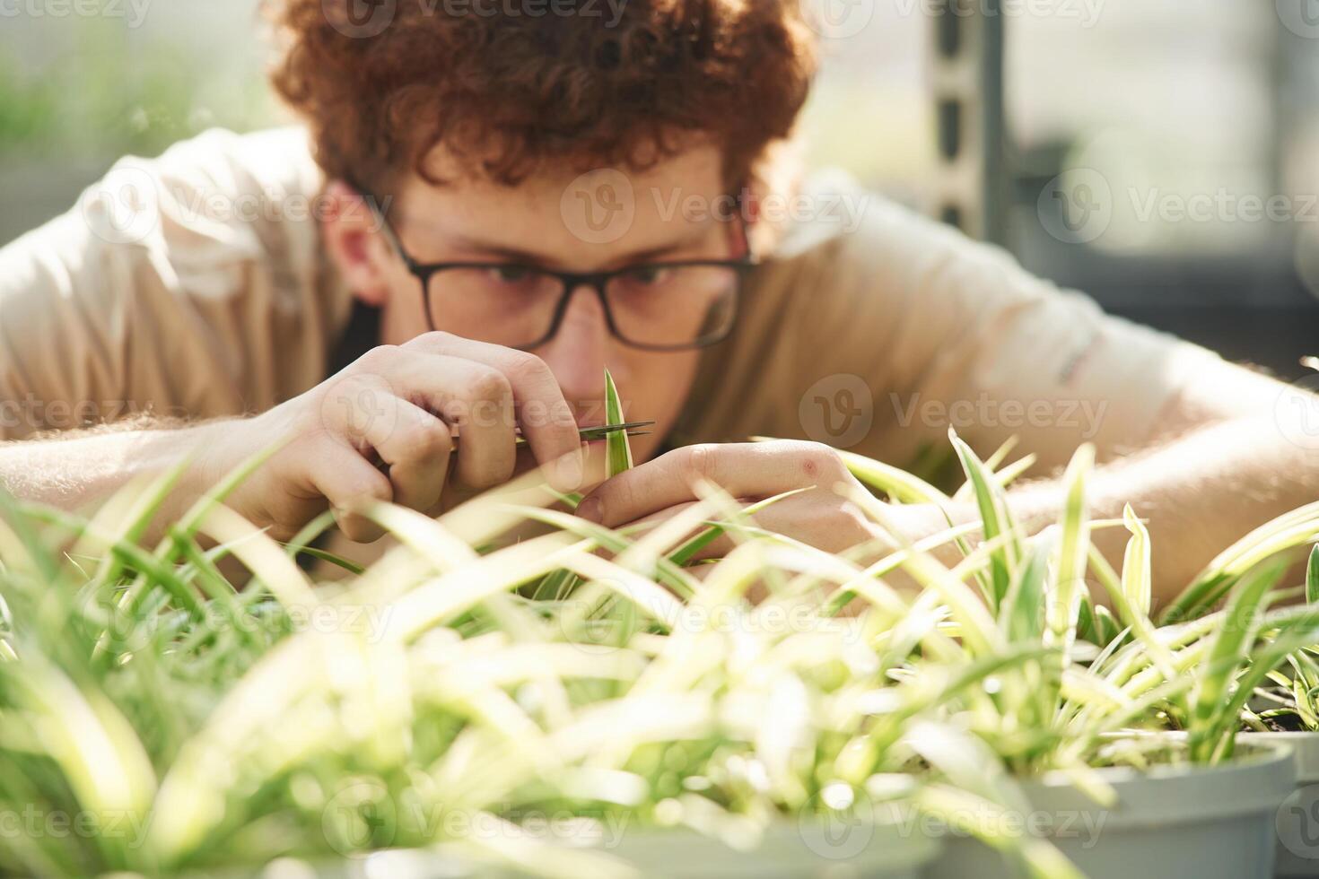 Cuts plants. Young .man .with curly hair and in glasses is in greenhouse photo
