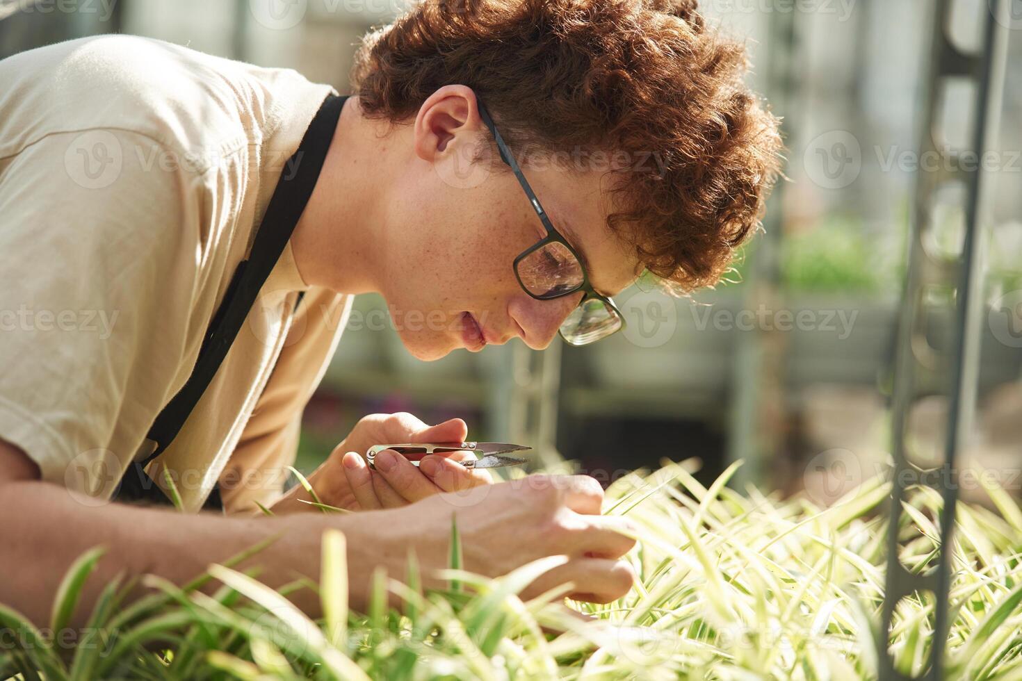 Cuts. plants..Young man with curly hair and in glasses is in greenhouse photo