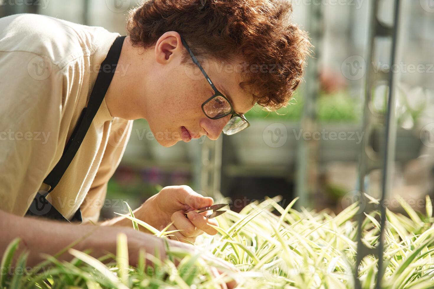 Cuts ,plants. Young man with curly hair and in glasses is in greenhouse photo