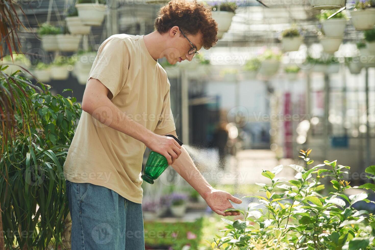 Using the green ,watering ,bottle. Young man with curly hair and in glasses is in greenhouse photo