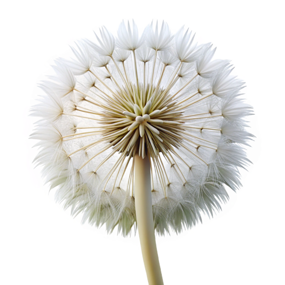elegant contemporary Close up of a dandelion clock clock only authentic png