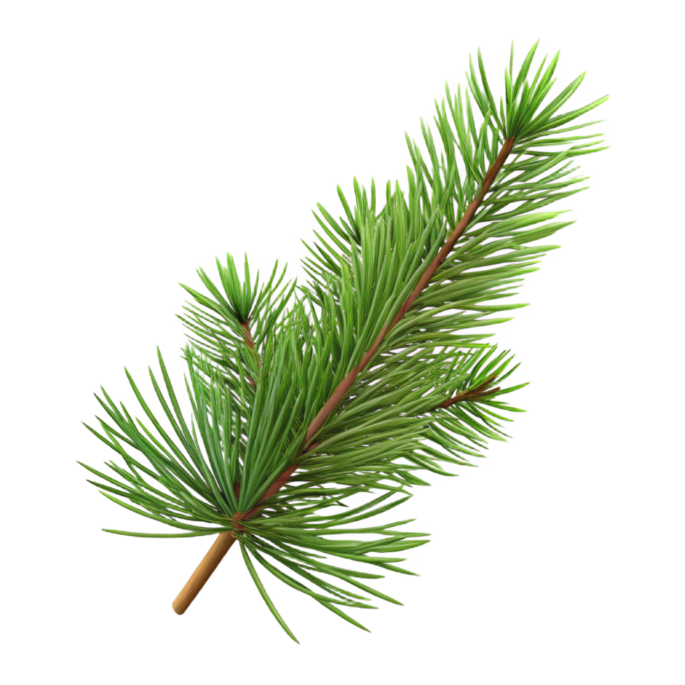 gorgeous rustic Pine branch with needles NO BACKGROUND with Transparent Background. top-tier png