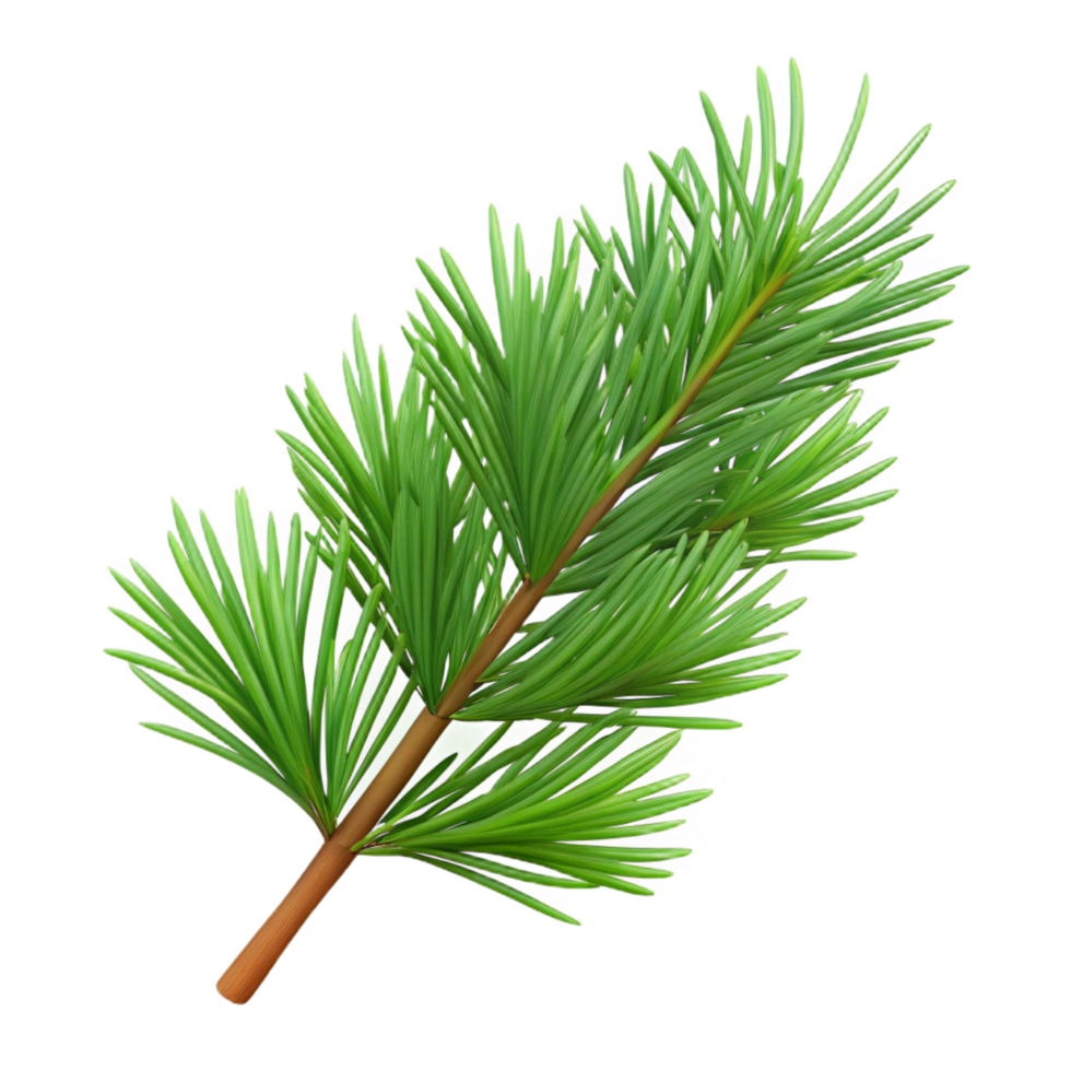 immaculate surreal Pine branch with needles NO BACKGROUND with Transparent Background. premium png