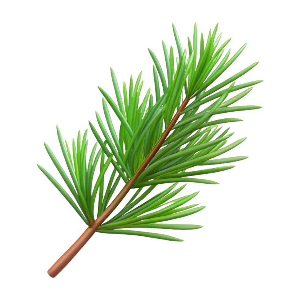 spectacular sought-after Pine branch with needles NO BACKGROUND with Transparent Background. png
