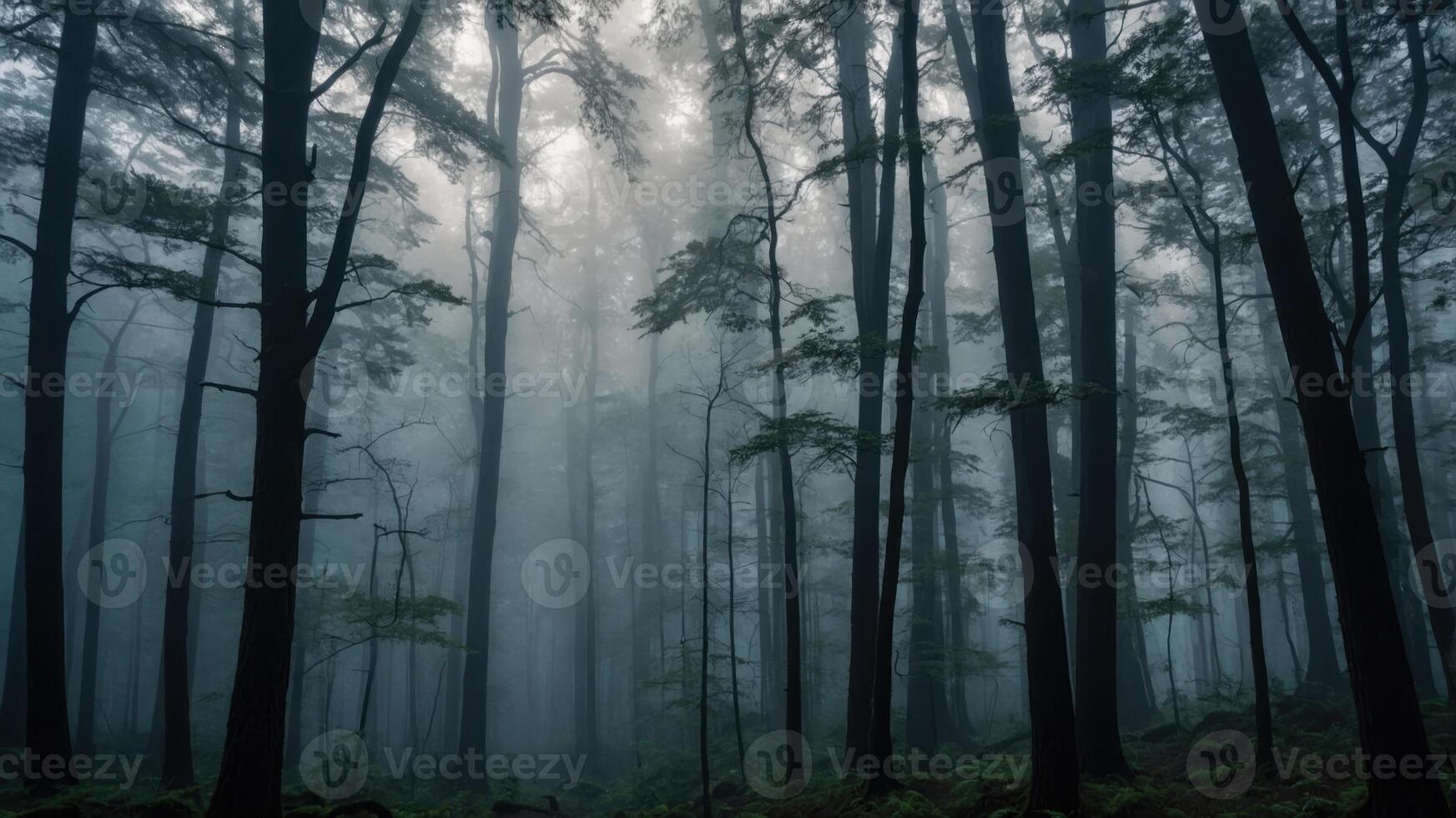 A misty forest with tall trees, creating a serene and mysterious atmosphere. photo
