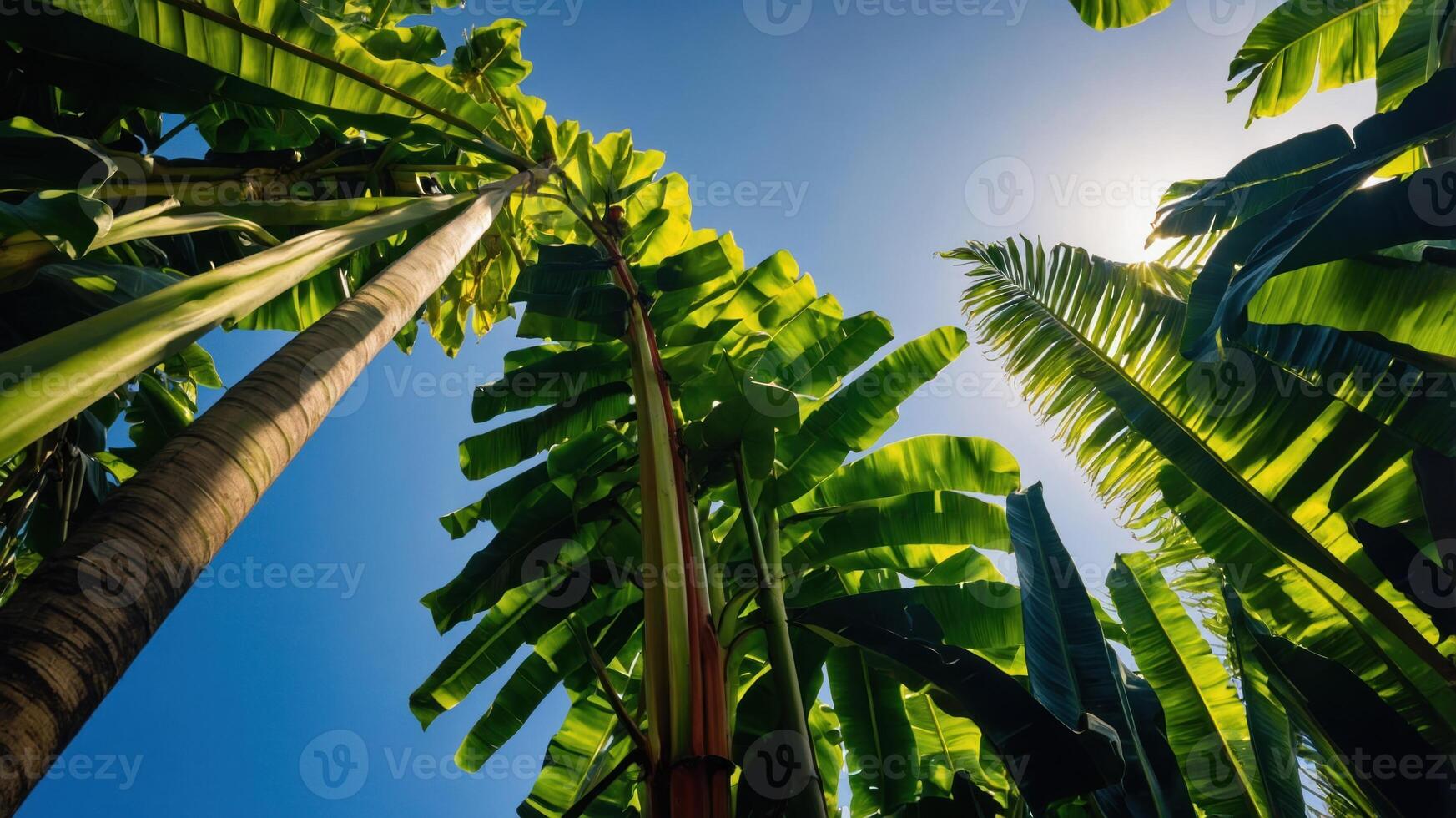 Lush green palm leaves reaching towards a bright blue sky. photo