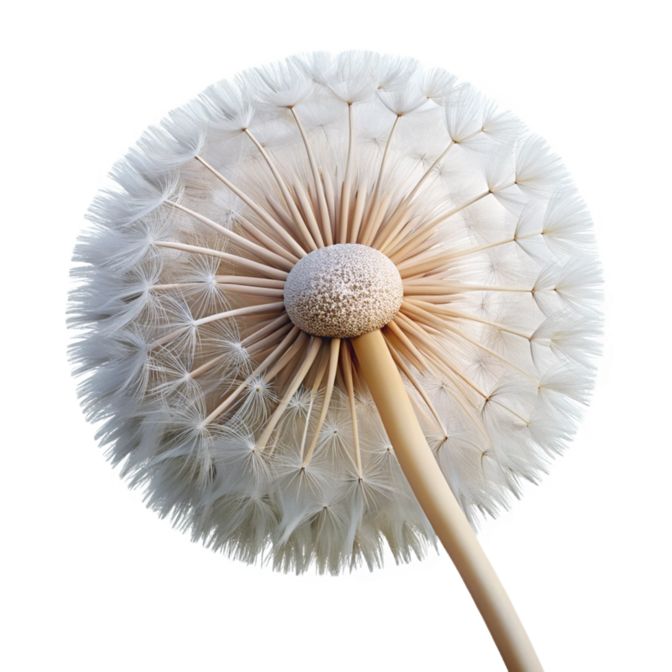 dynamic impressive Close-up of dandelion seed head NO BACKGROUND with Transparent Background. professional png