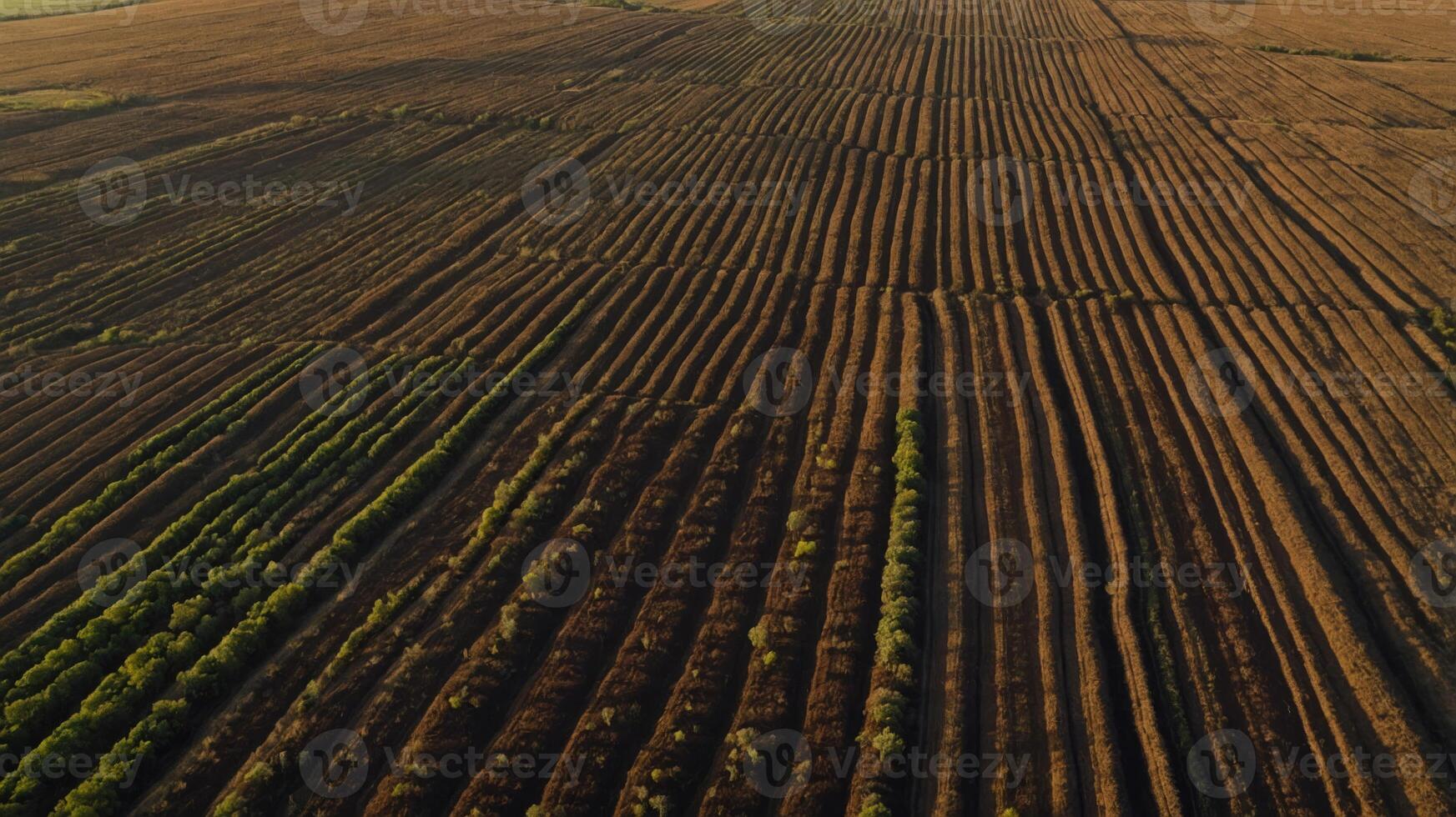 Aerial view of cultivated fields with distinct rows and greenery. photo