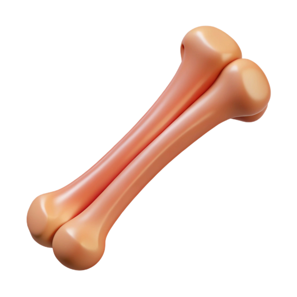 exquisite inspired Animal bone, rib NO BACKGROUND with Transparent Background. png