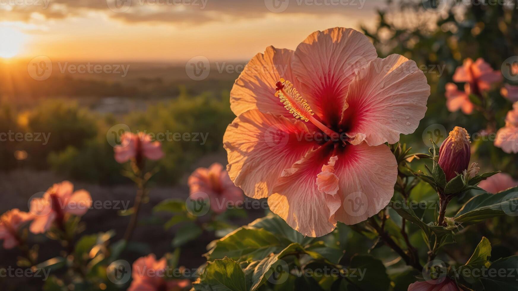A vibrant hibiscus flower in bloom during sunset, showcasing nature's beauty. photo