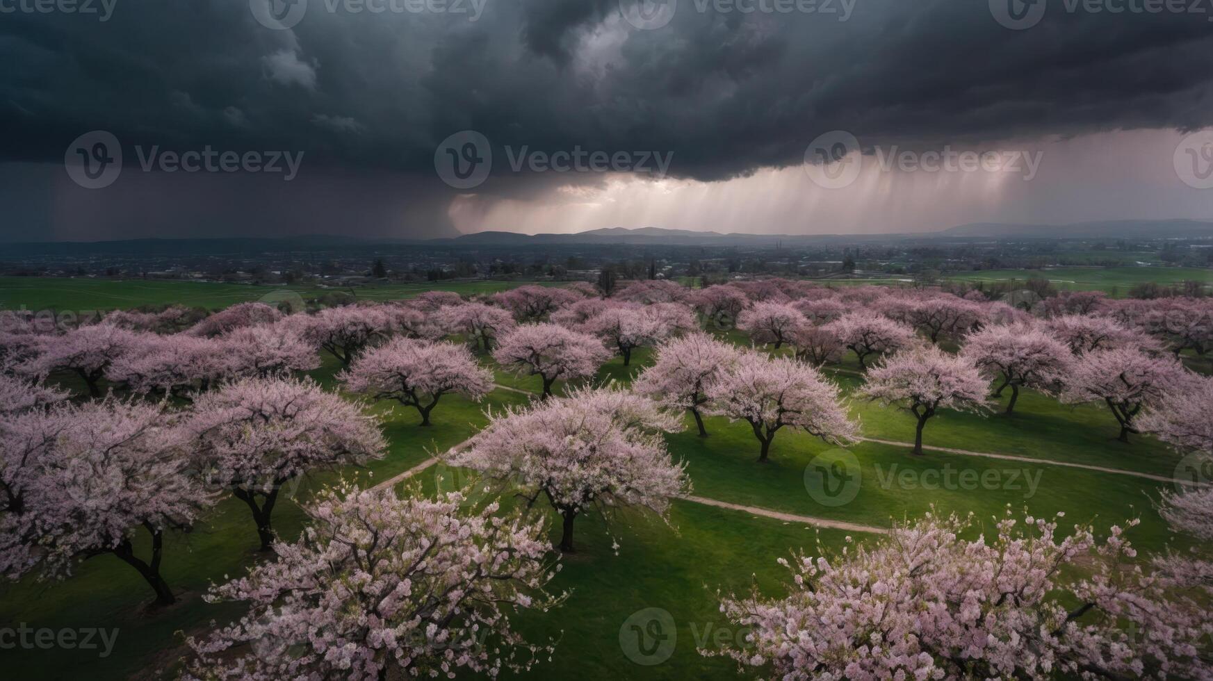 A scenic view of cherry blossom trees under a dramatic stormy sky. photo