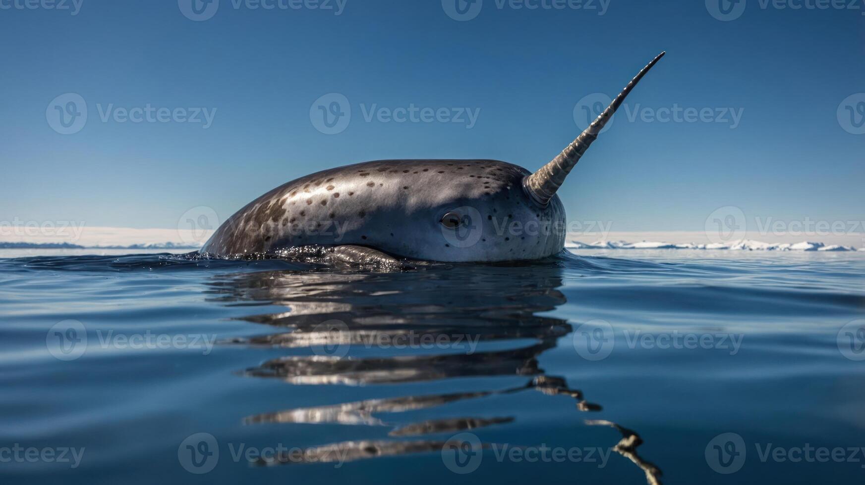 A narwhal surfaces in calm Arctic waters, showcasing its distinctive long tusk. photo