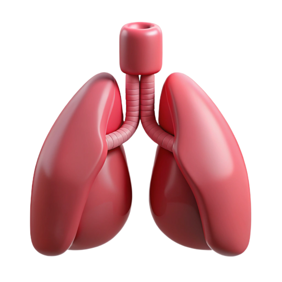 dramatic striking Lungs, human, NO BACKGROUND with Transparent Background. high quality png