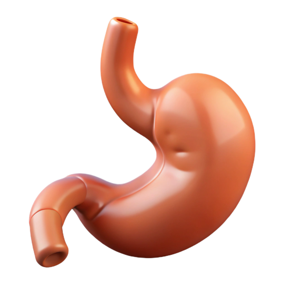 glorious urban Stomach, human, NO BACKGROUND with Transparent Background. sharp png