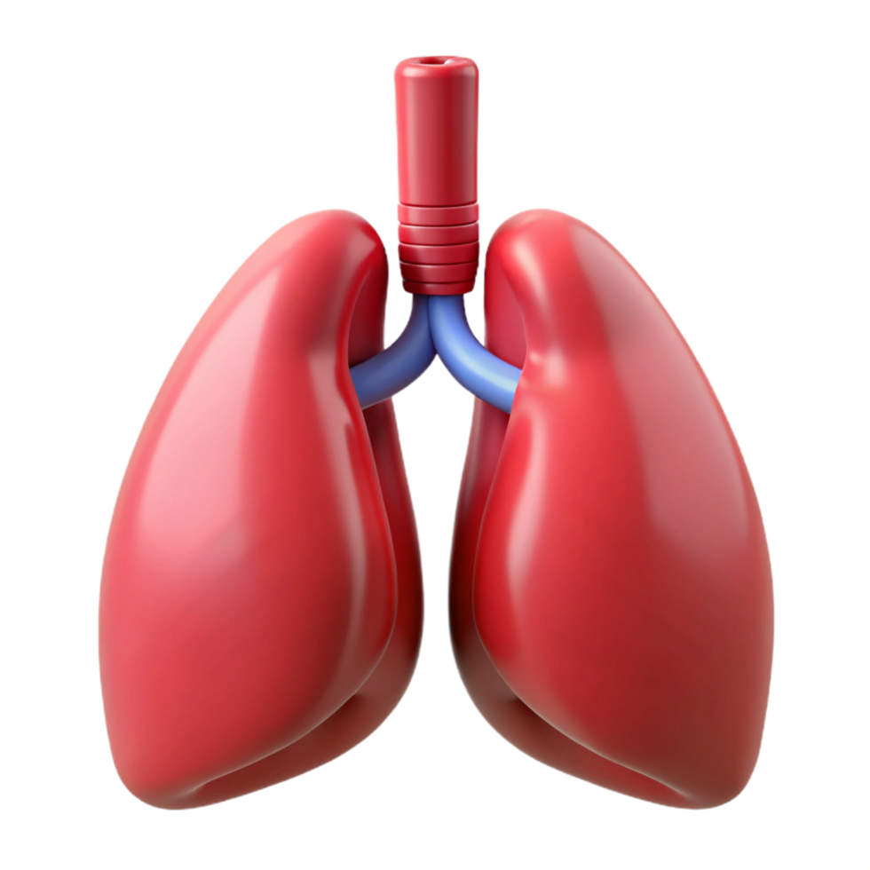 exemplary contemporary Lungs, human, NO BACKGROUND with Transparent Background. precision png