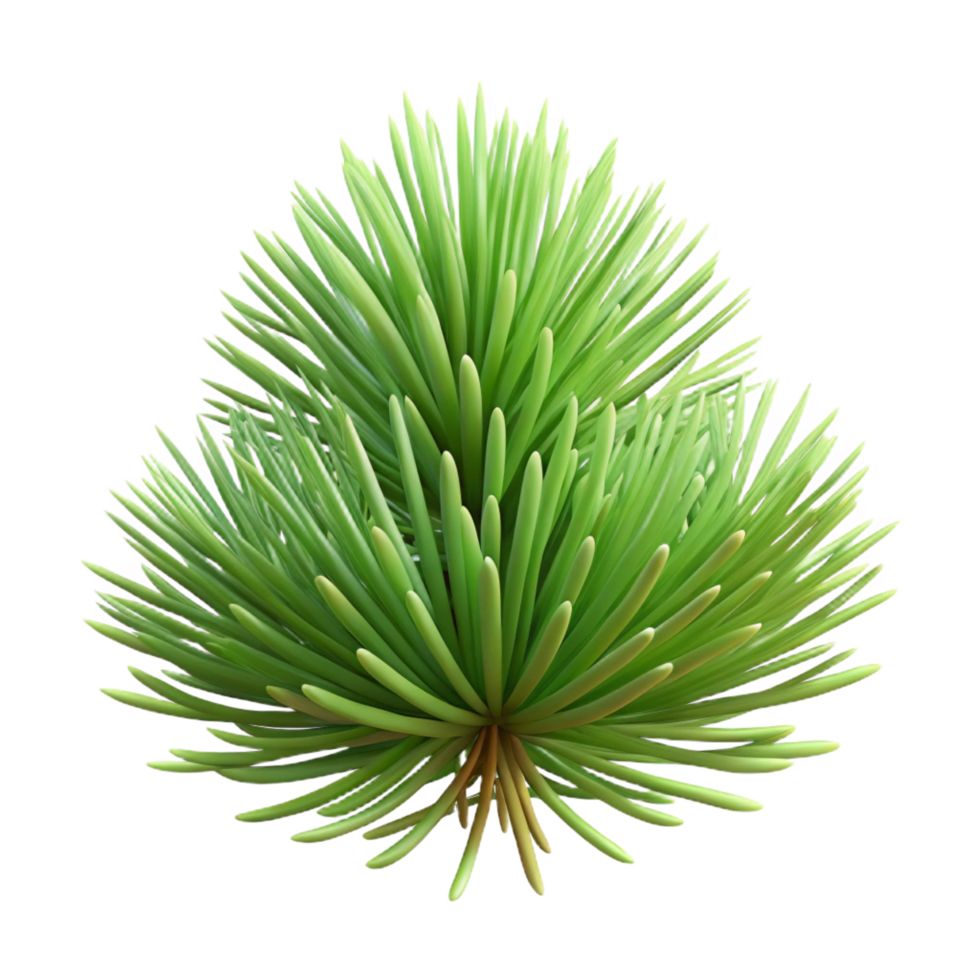 exquisite dynamic classic Pine needles NO BACKGROUND with Transparent Background. flawless png