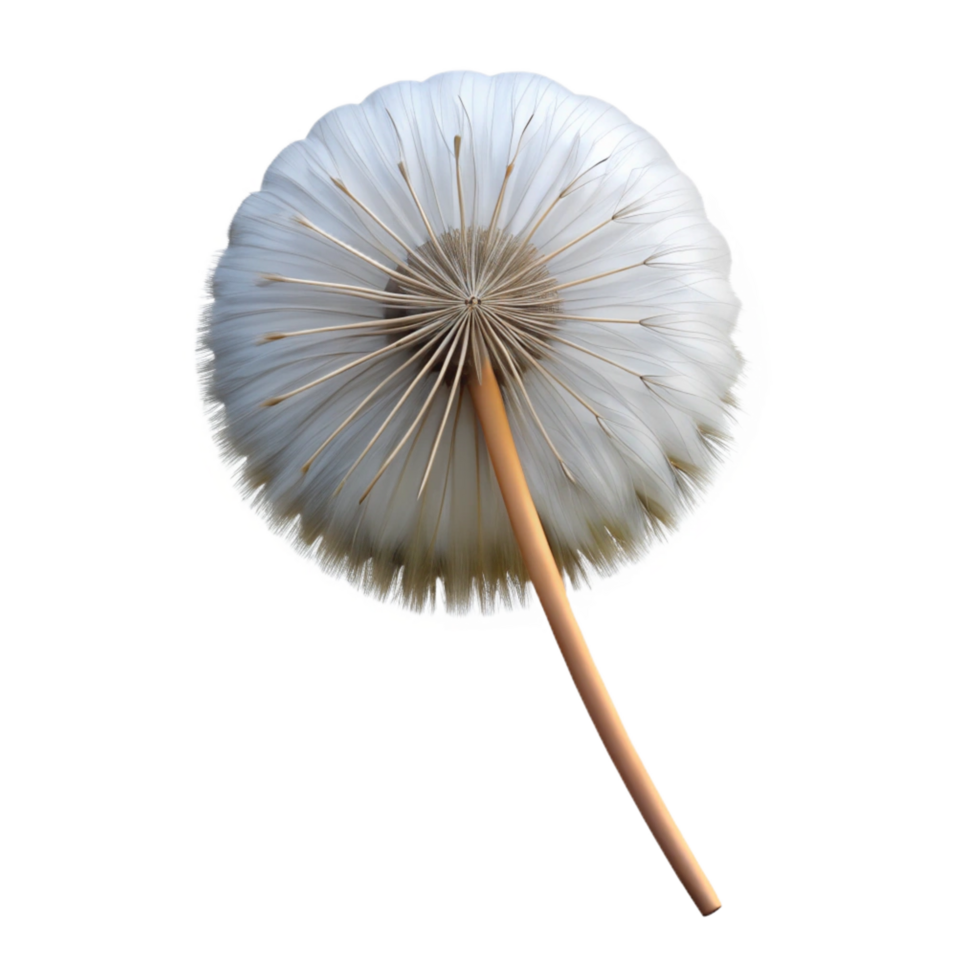 glorious coastal Single dandelion seedhead NO BACKGROUND with Transparent Background. high resolution png