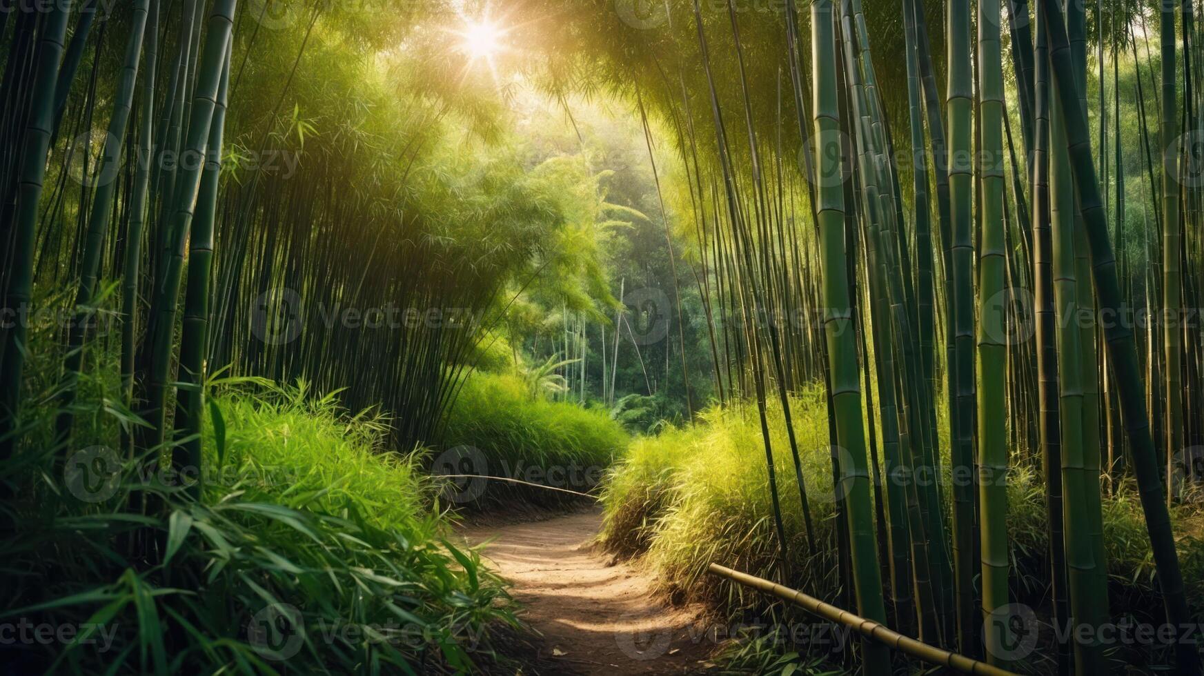 A serene bamboo forest path illuminated by sunlight, inviting exploration and tranquility. photo