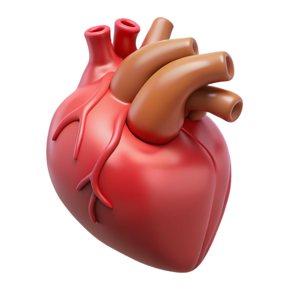 spectacular bohemian A human heart, anatomically correct. NO BACKGROUND with Transparent Background. original png