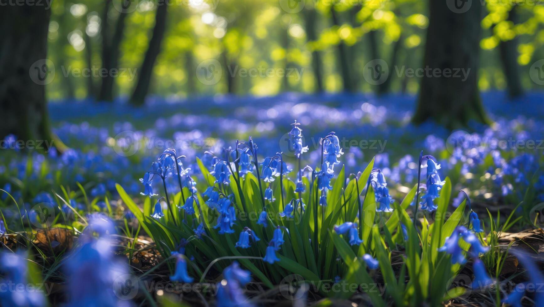 Blooming Bluebell Meadow in Forest with Sunlight Creating Spring Mood photo
