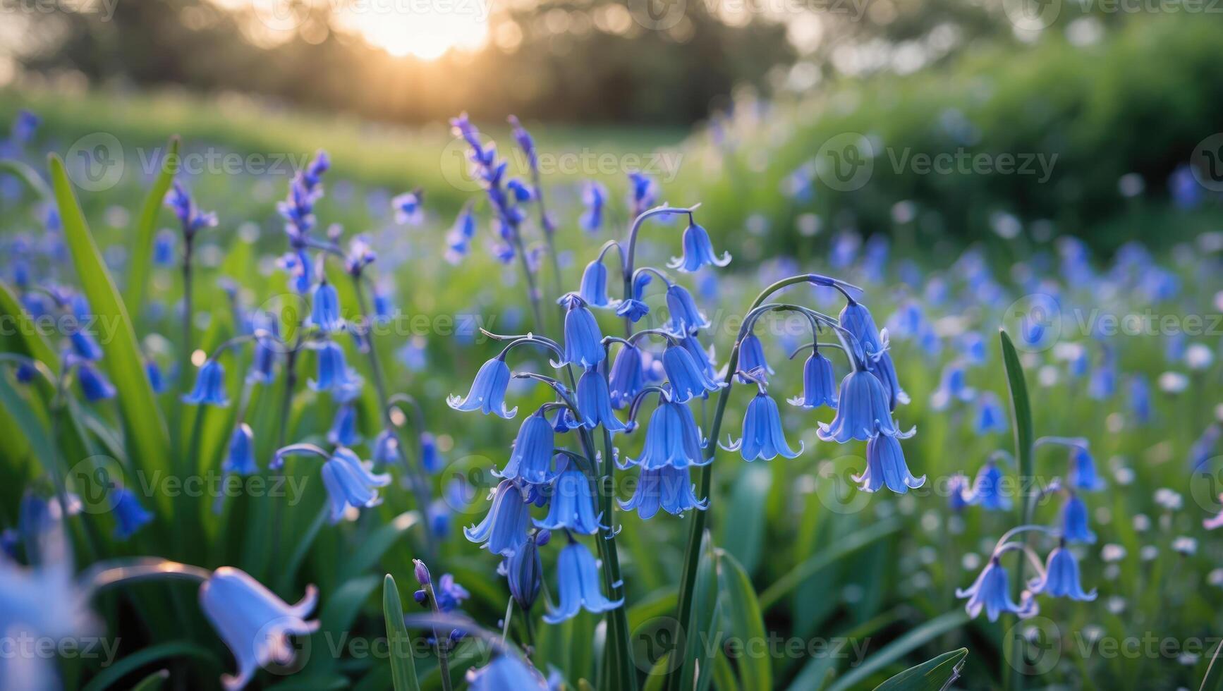 Bluebell Flowers Blooming in Meadow at Sunset with Golden Light photo