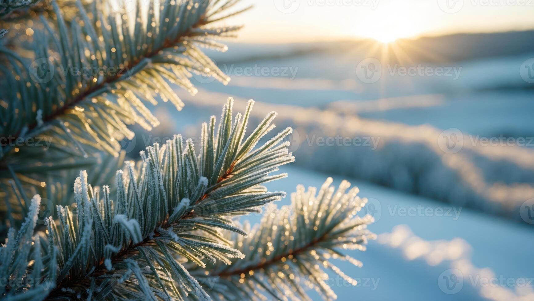 Pine Branch Covered in Frost with Winter Sunrise Over Snowy Landscape photo