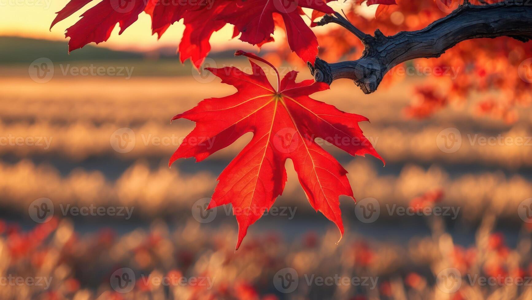 Red Maple Leaf Hanging From Branch with Golden Field Backdrop photo