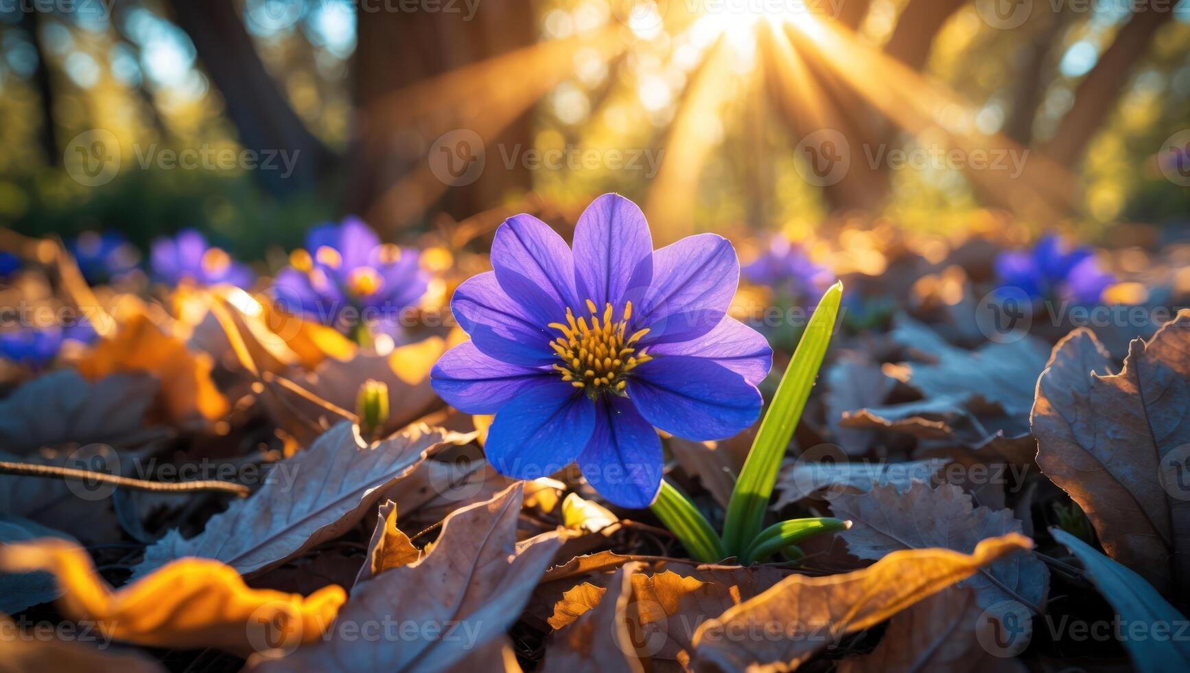Blooming Purple Flower Among Fallen Leaves with Golden Sunlight Background photo
