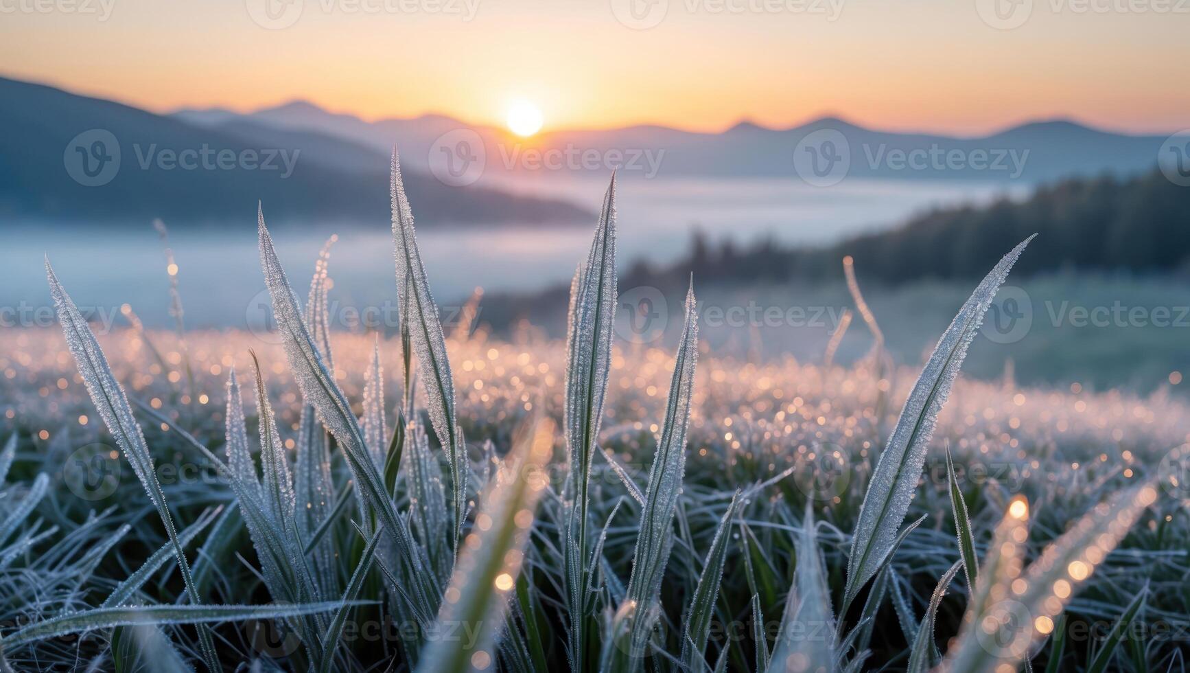 Grass with Frost at Sunrise Peaceful Morning Nature Scene photo