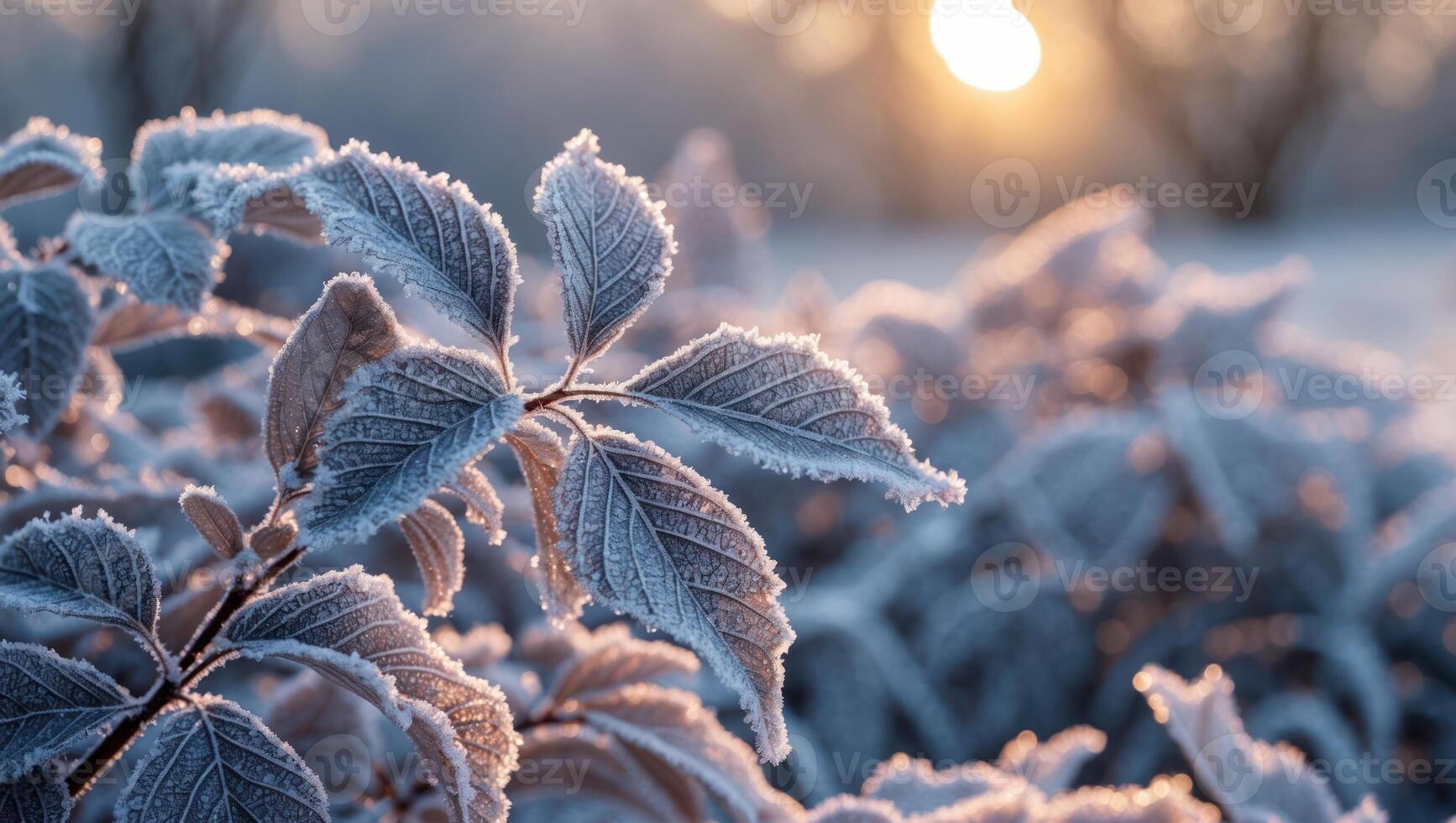 Frosty Leaves Shimmering in Morning Sunlight During Winter Season photo