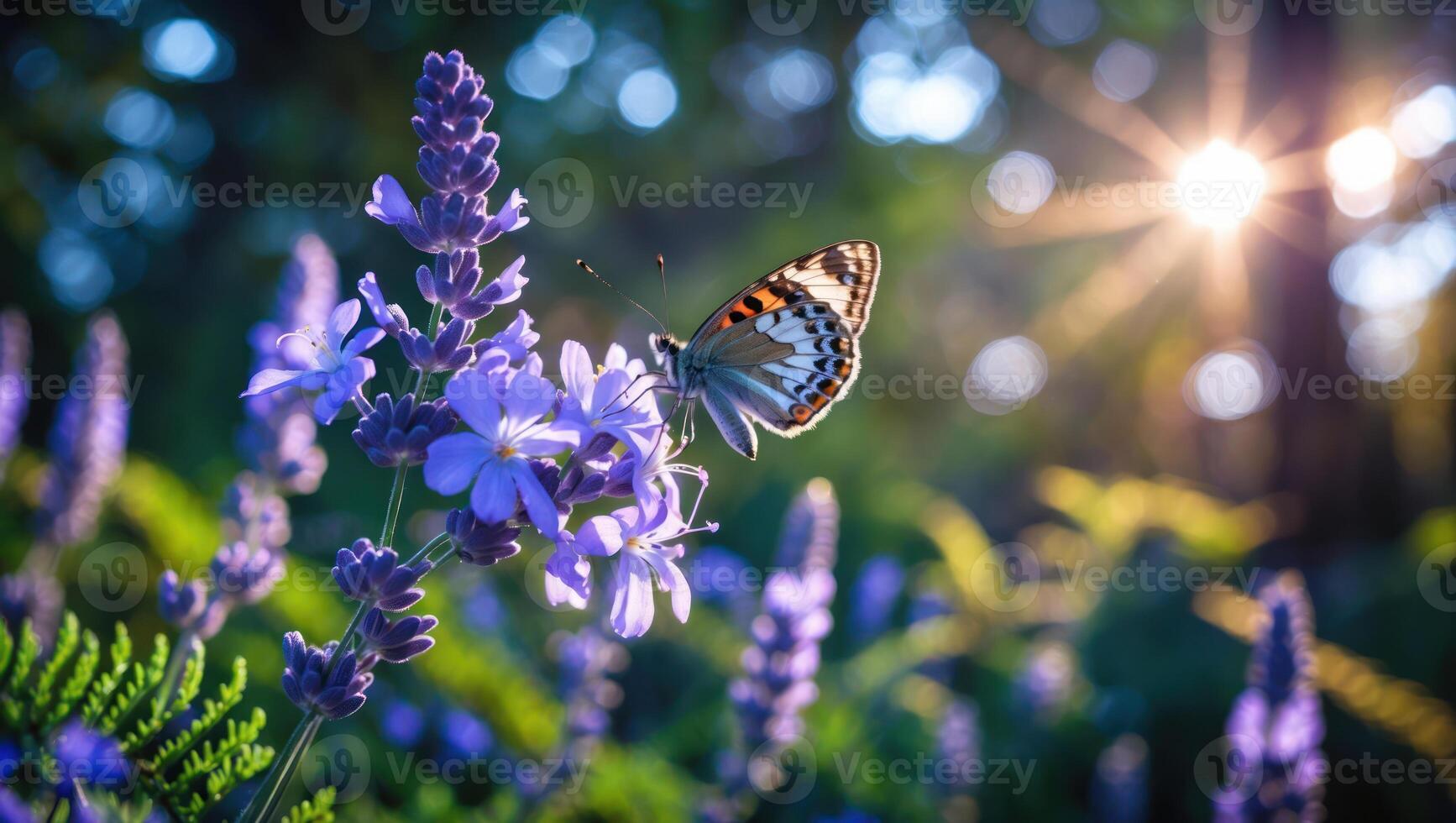 Butterfly on Lavender Flowers Enjoying Sunlight in a Natural Garden Setting photo