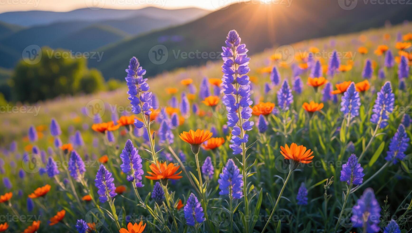 Field of Flowers Blooming on Hillside at Sunrise with Sunlight photo