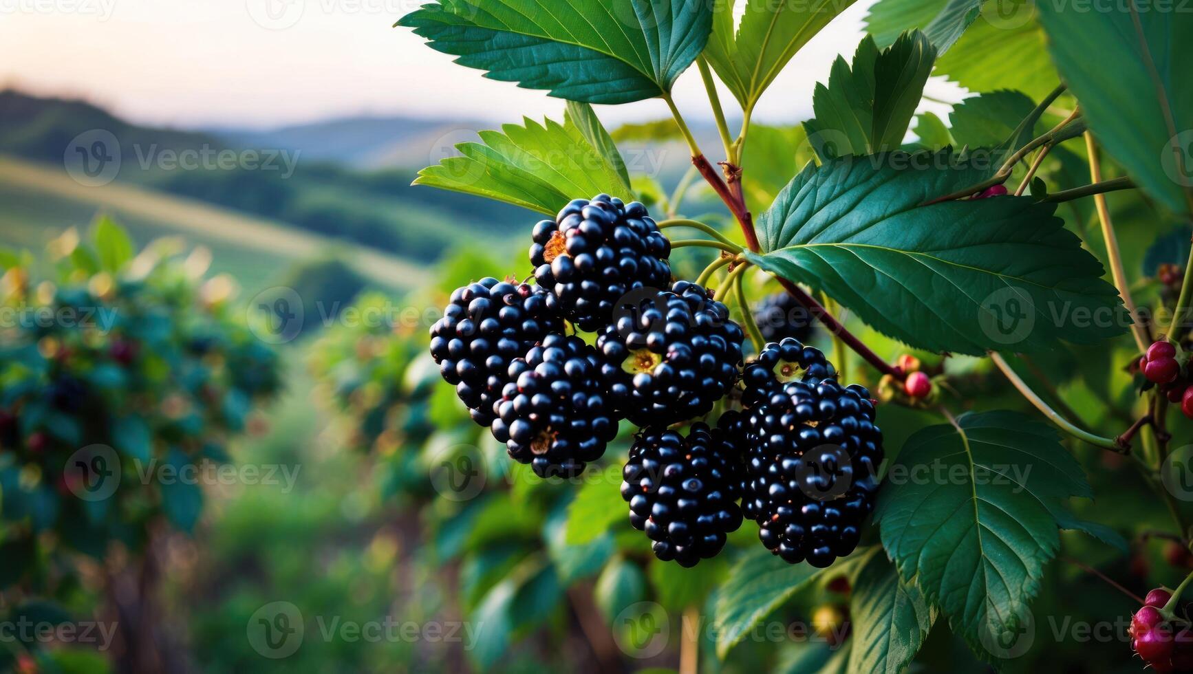 Harvesting Blackberries on the Vine with Lush Green Vineyard Backdrop photo