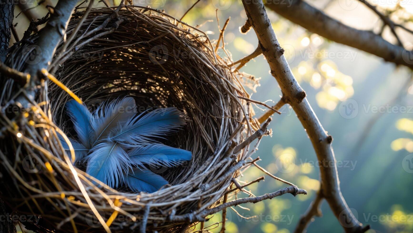 Bird Nest Holding Feathers on Branch in Sunlight Creating Calming Scene photo