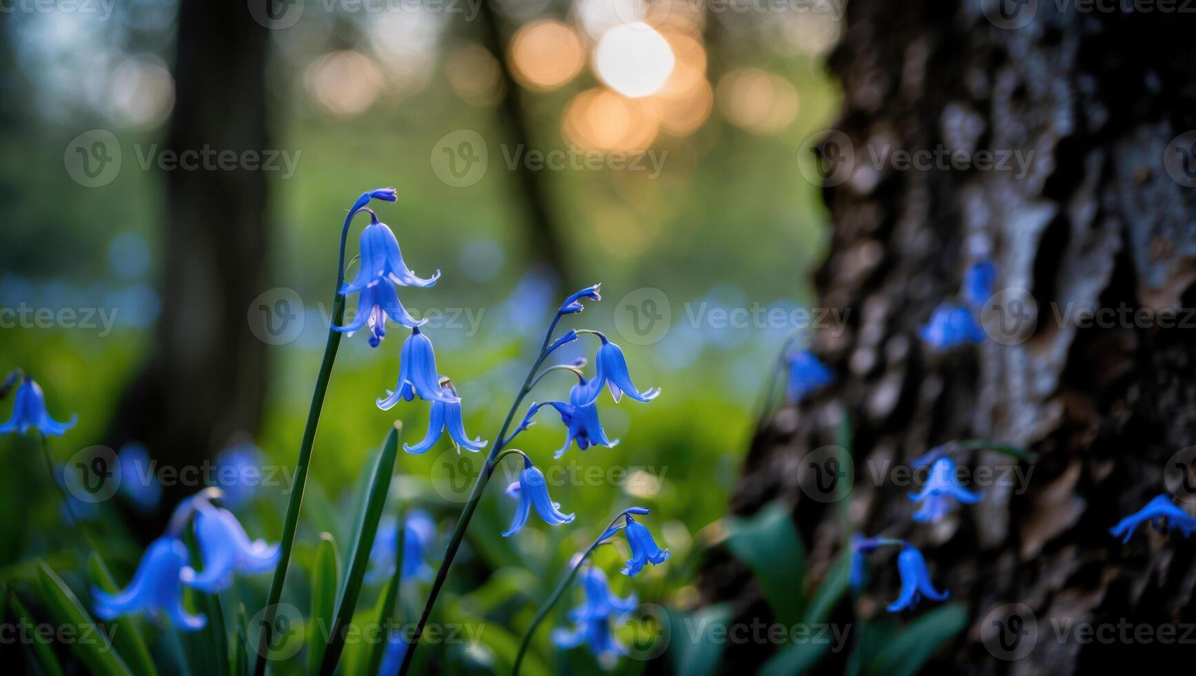 Bluebell Flowers Blooming in Woodland Setting During Golden Hour Sunlight photo
