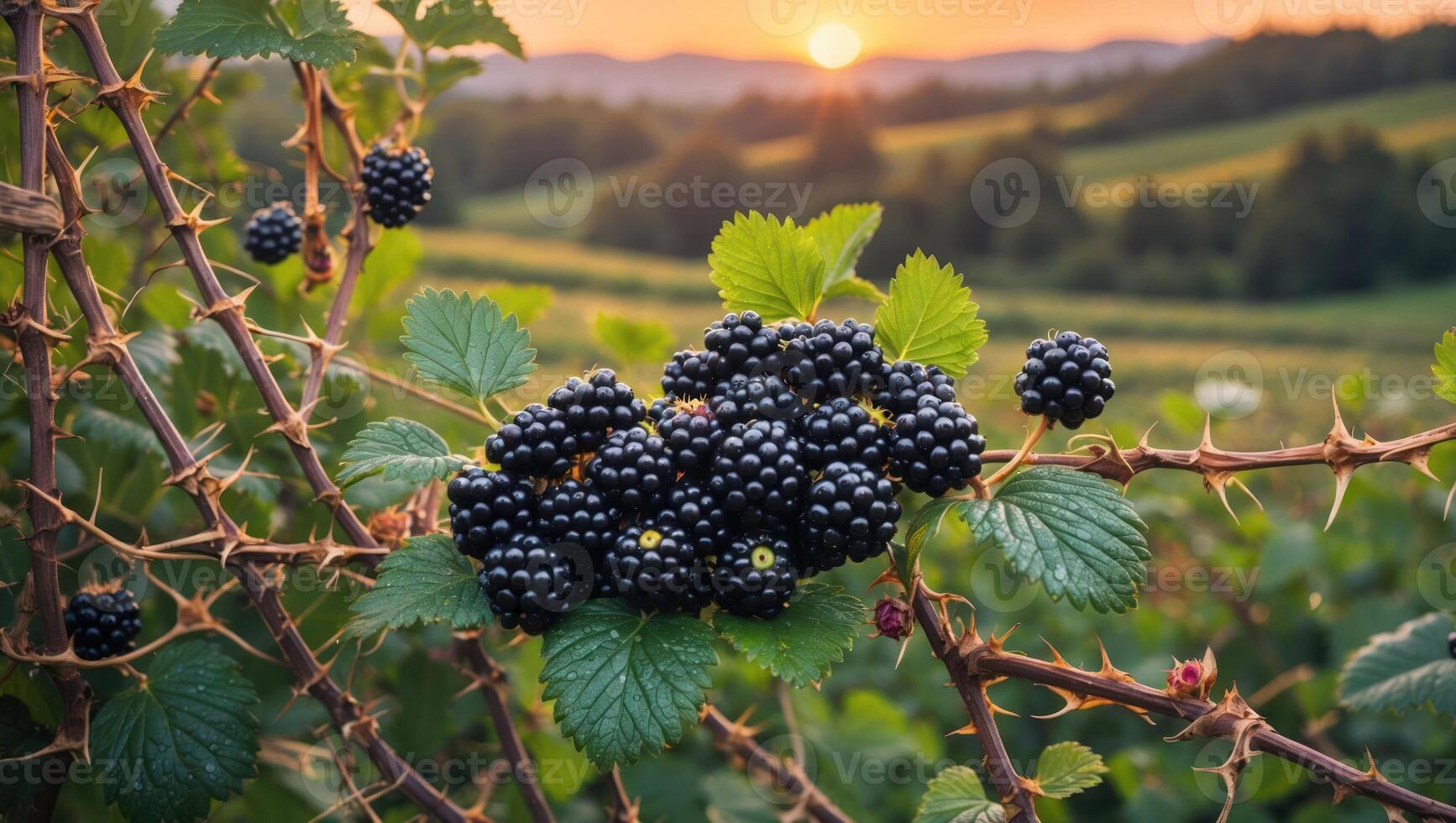 Ripe Blackberries Growing on Thorny Bush with Sunset Background photo