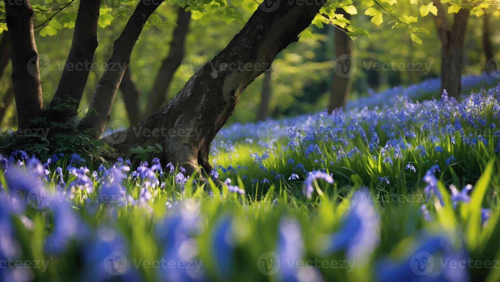 Blooming Bluebell Meadow in Woodland with Sunlight Streaming Through Trees photo
