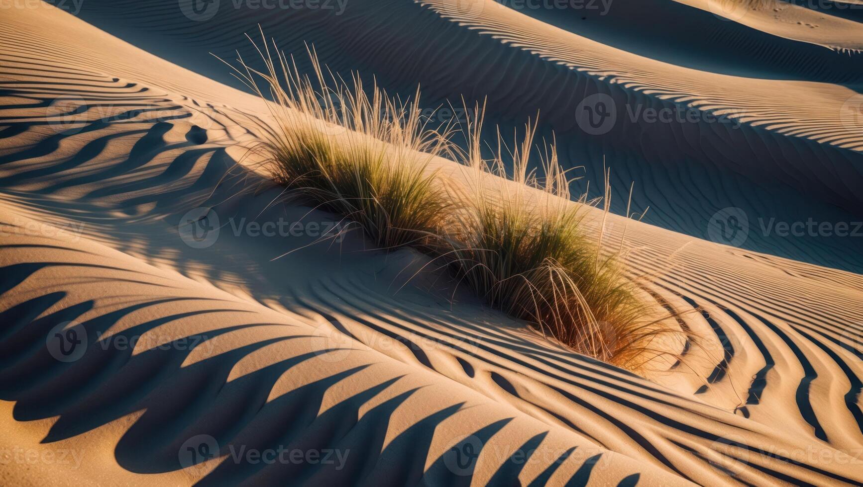Sand Dune Landscape with Grass and Ripples in a Desert Environment photo