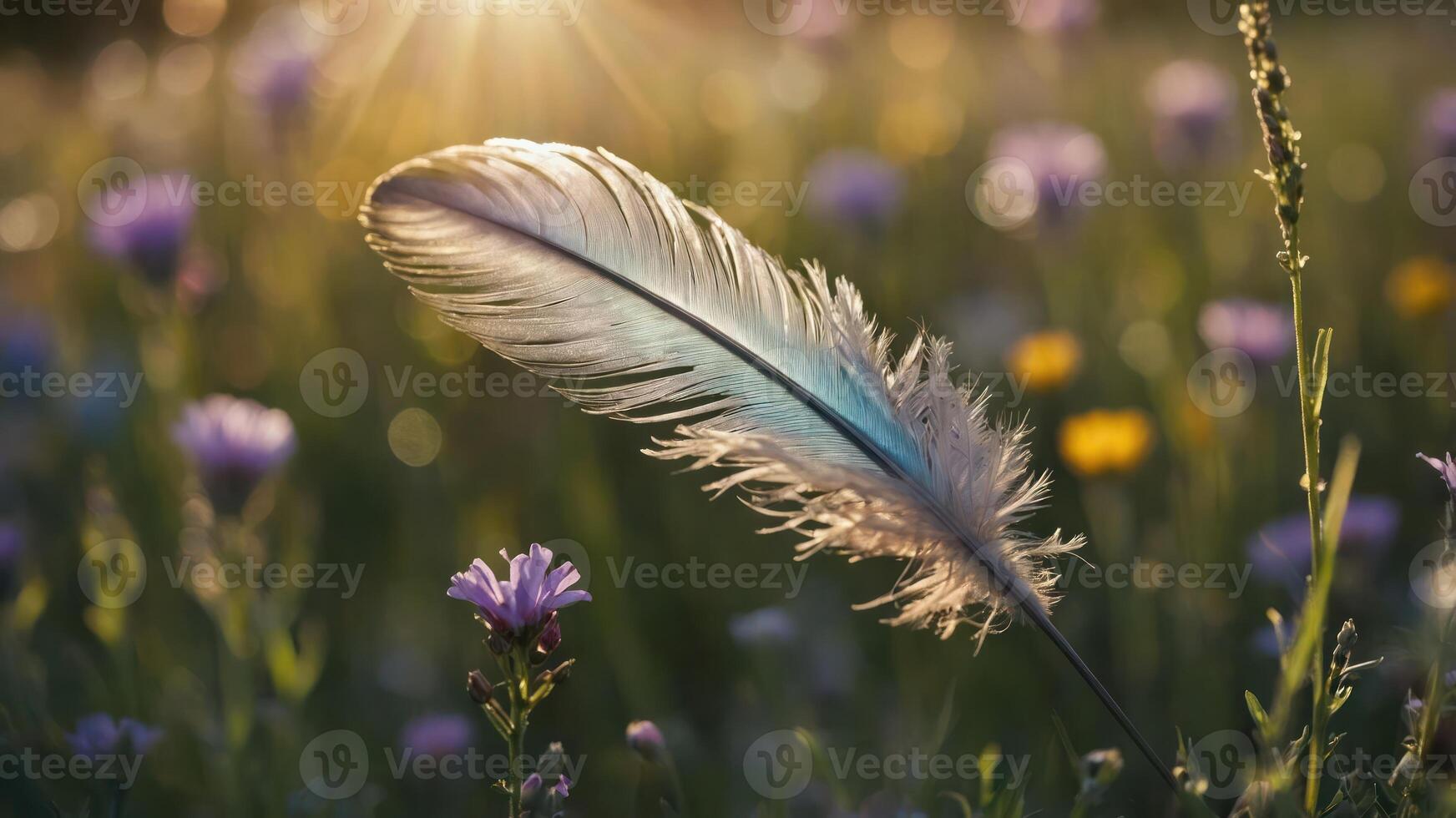 Feather Lying in Wild Flower Field with Sunlight Background photo