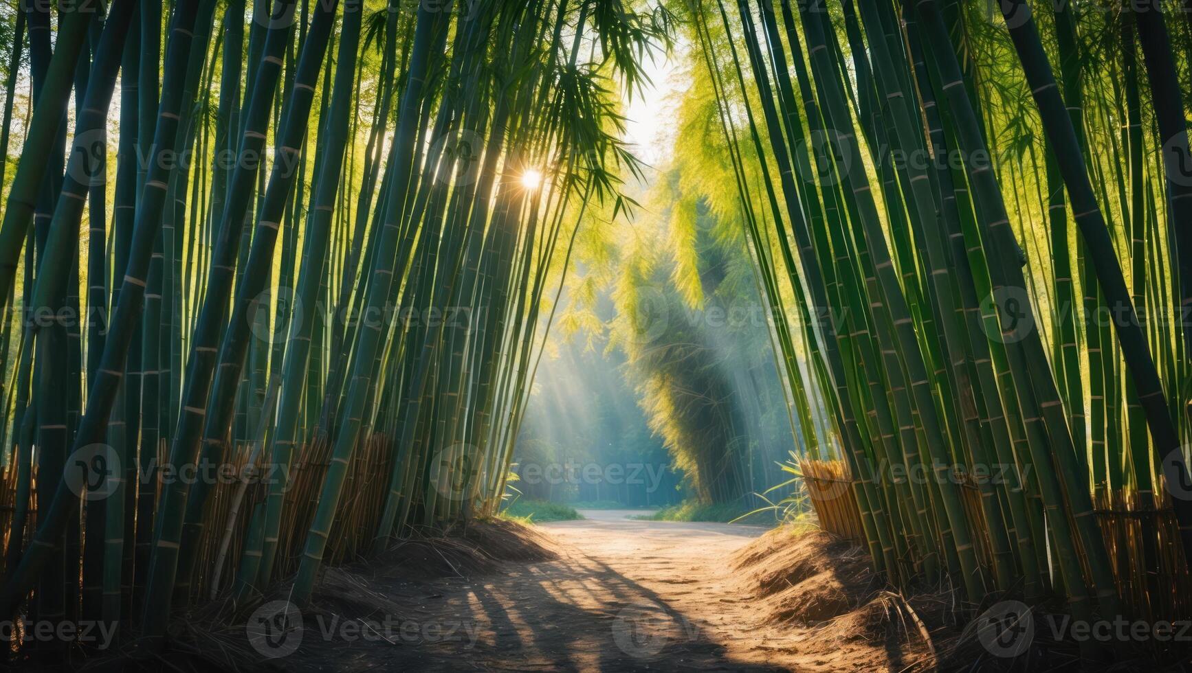 Walking Path Through Lush Bamboo Forest with Sunlight Streaming Through photo