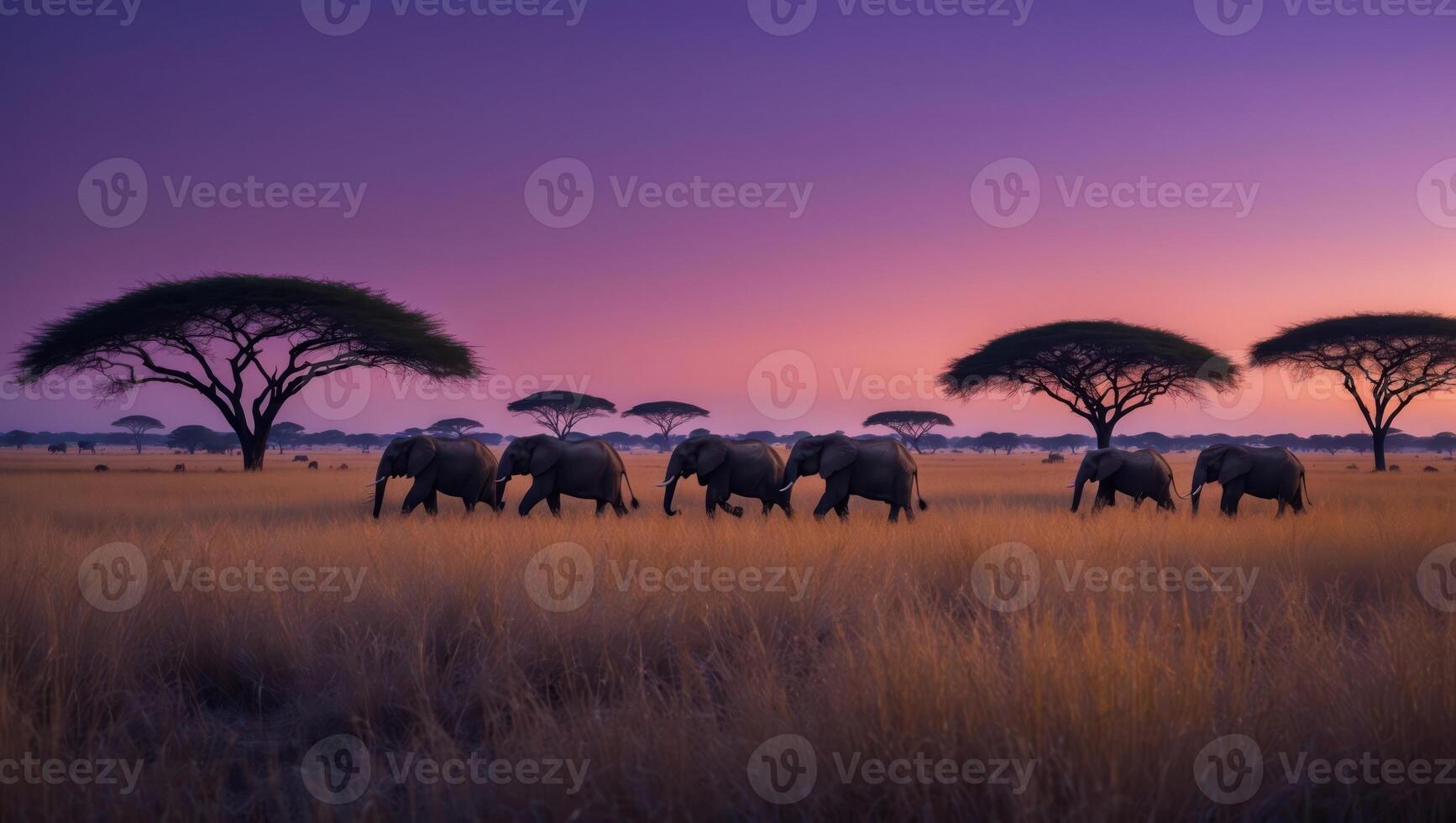 Elephants Walking Across Savannah at Twilight with Acacia Trees photo