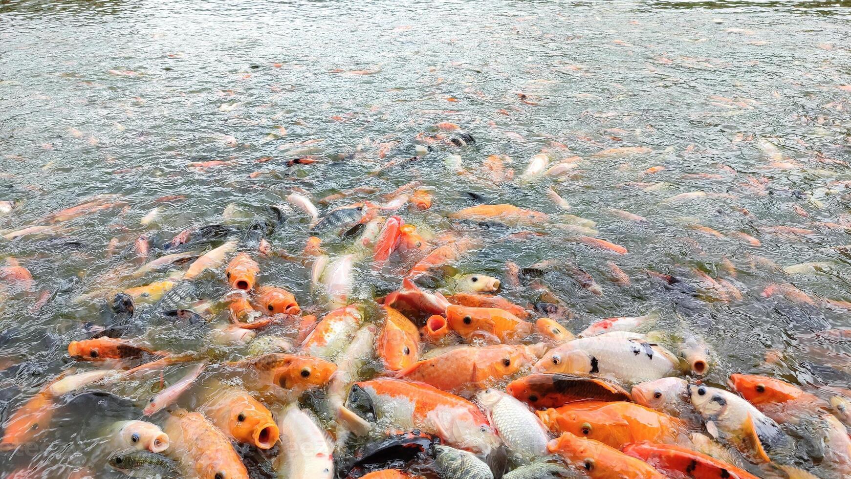 Close up of a group of goldfish swarming on the water's surface, creating a lively scene of movement and interaction. Colorful scales glisten in the pond, photo