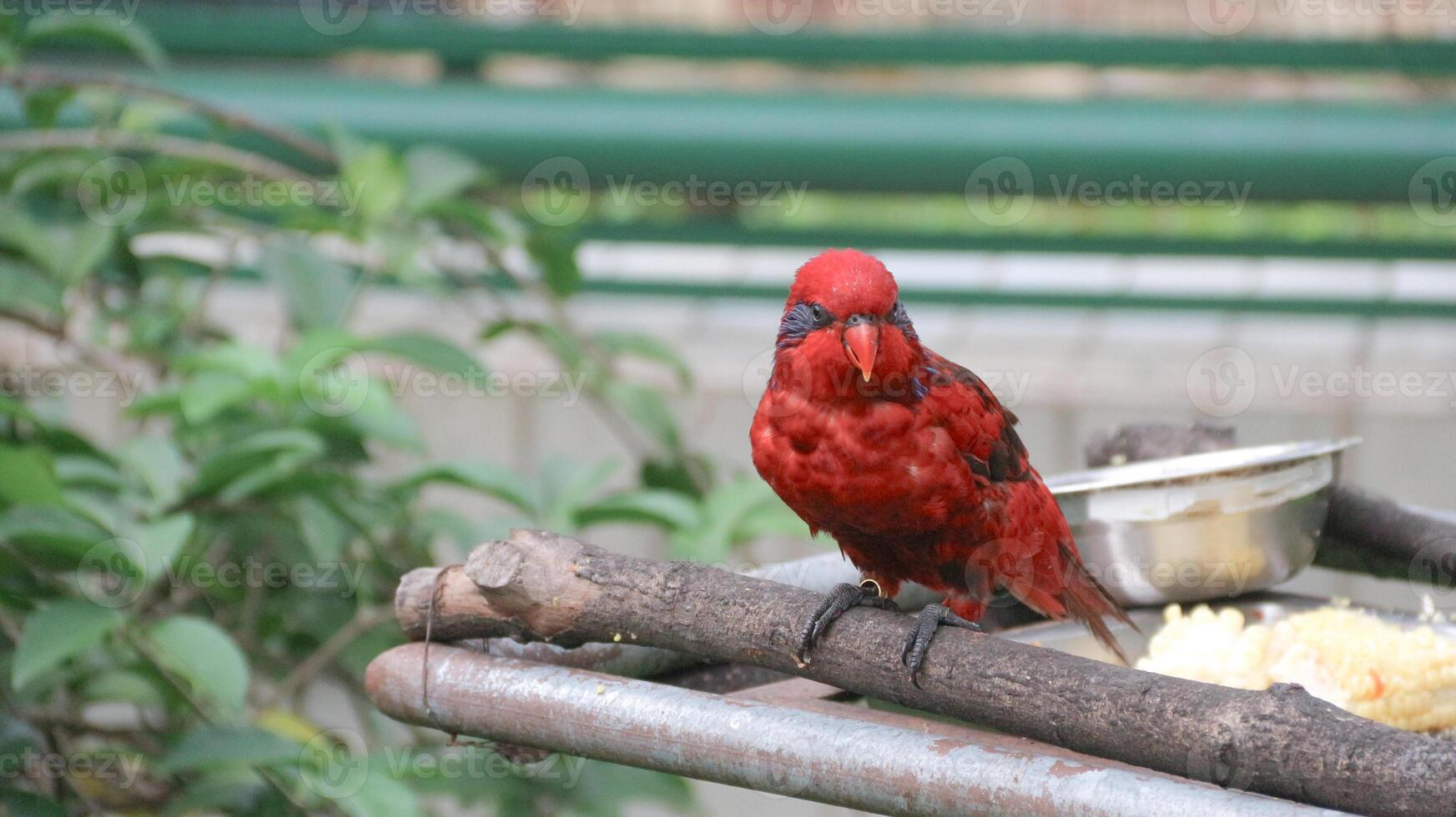 The red-banded parrot or Eos reticulata is a medium sized parrot. found on the Tanimbar and Babar Islands in southern Maluku. photo