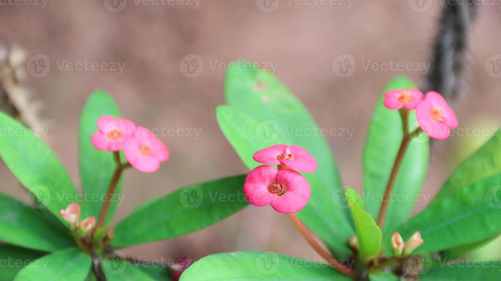 Pink Poi Sian flowers or Red Christ Thorn flowers in the garden.Crown of thorns plant Flowering throughout the year. photo