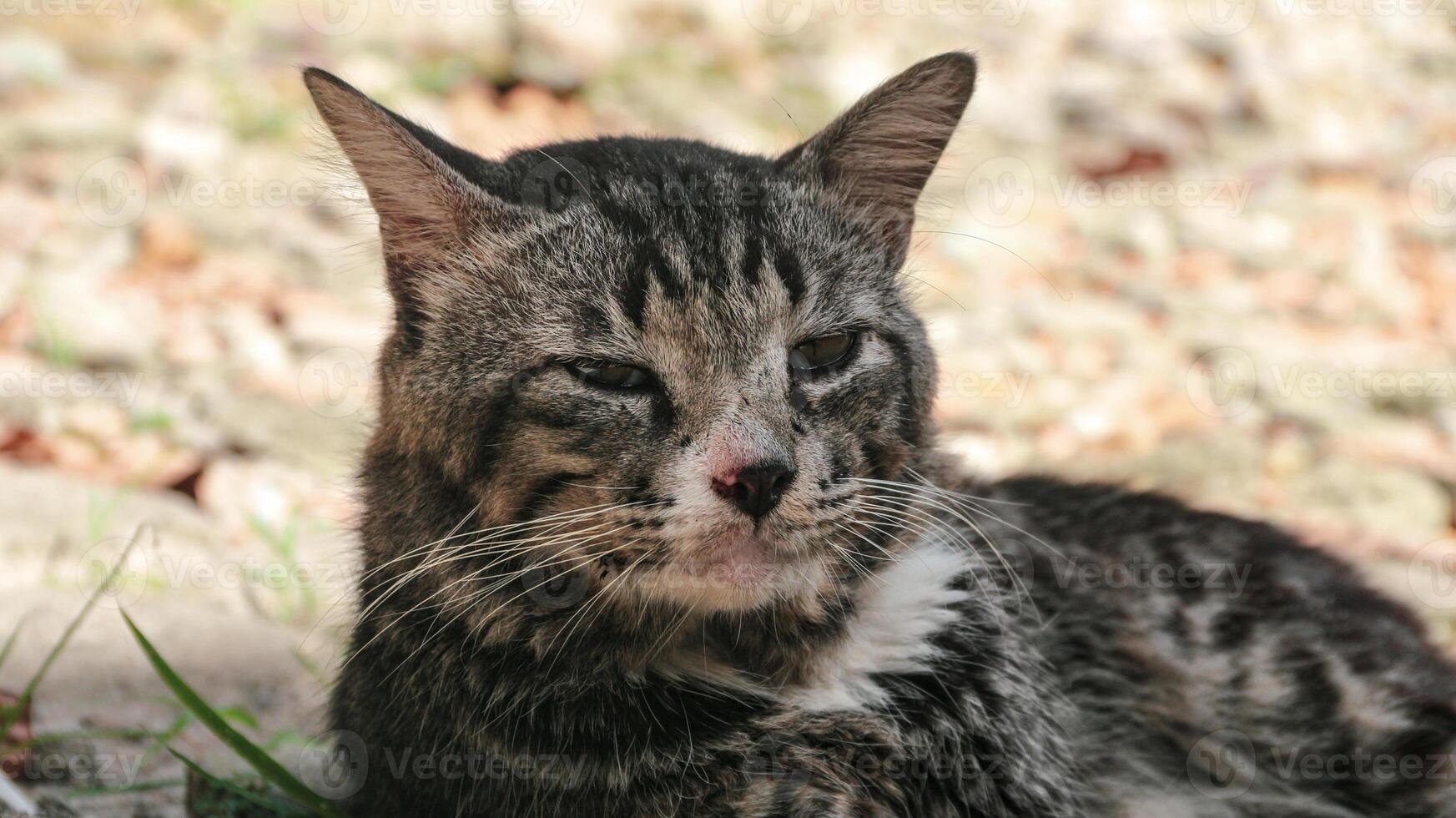 Grey Cat street Portrait face look front camera on blurred background. Focus on nearest eye, photo